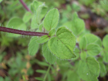 Feuilles lancéolées velues. Agrandir dans une nouvelle fenêtre (ou onglet)